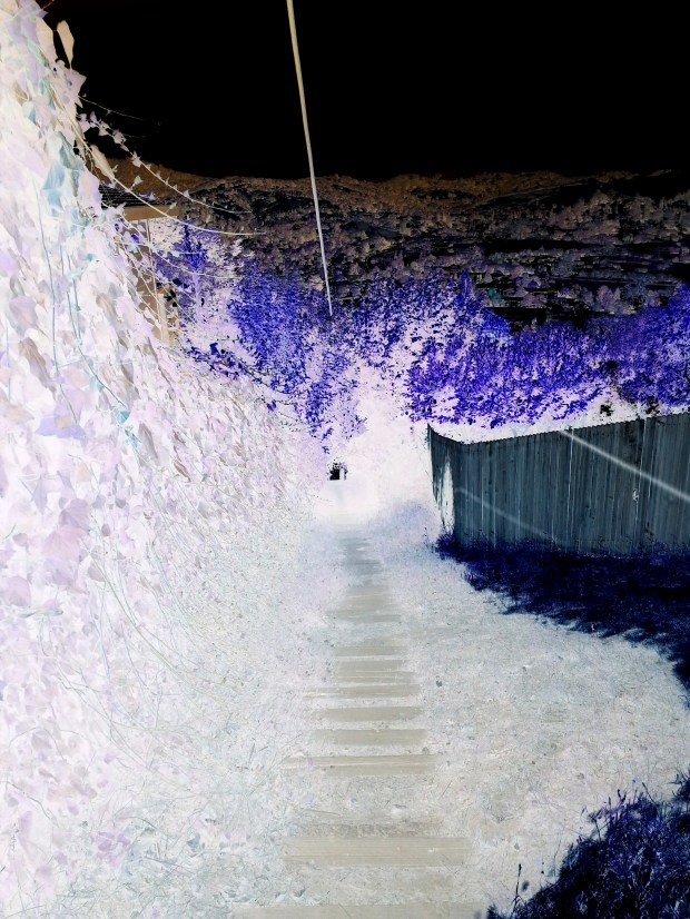 MILL VALLEY RABBIT HOLE